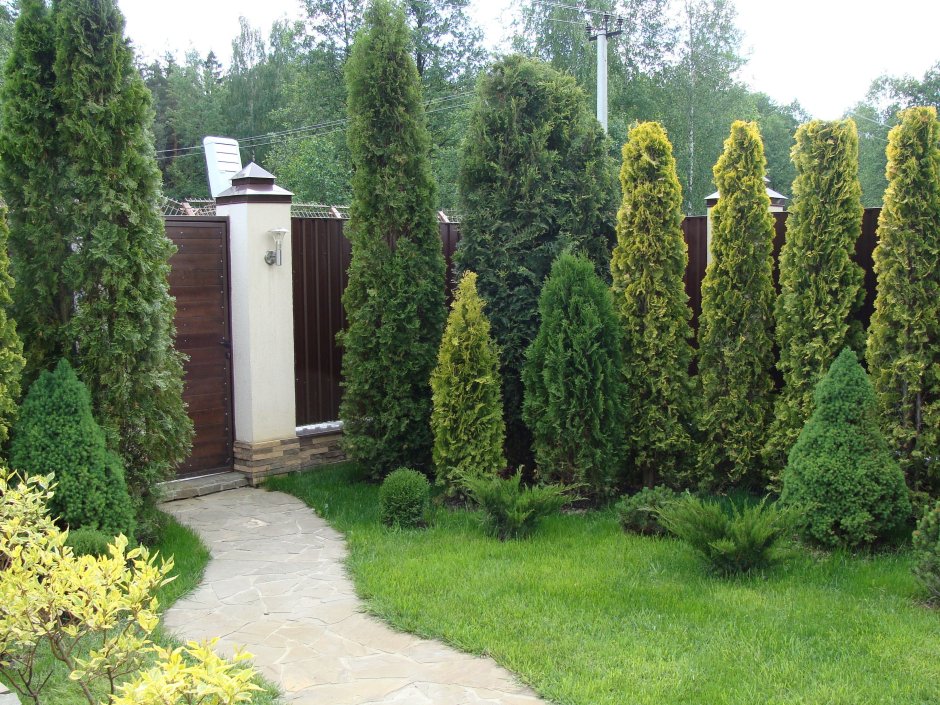 Туя Колумна ель ландшафт