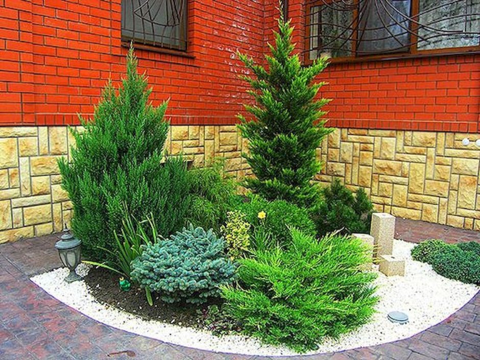Туя Смарагд,можжевельник казацкий,Горная сосна-клумба