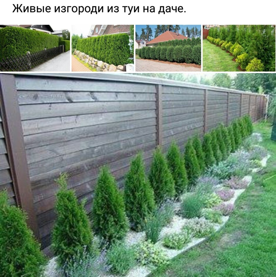Можжевельник Фазенда
