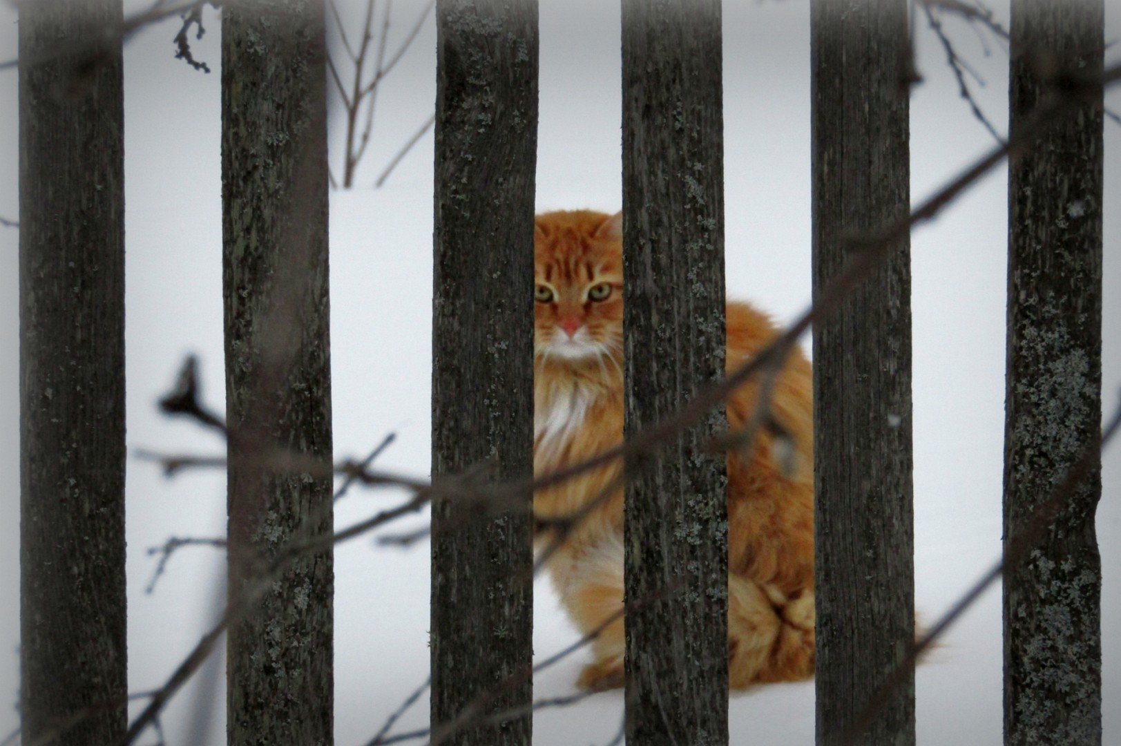 Спрячь за забором. Жизнь животных за забором.