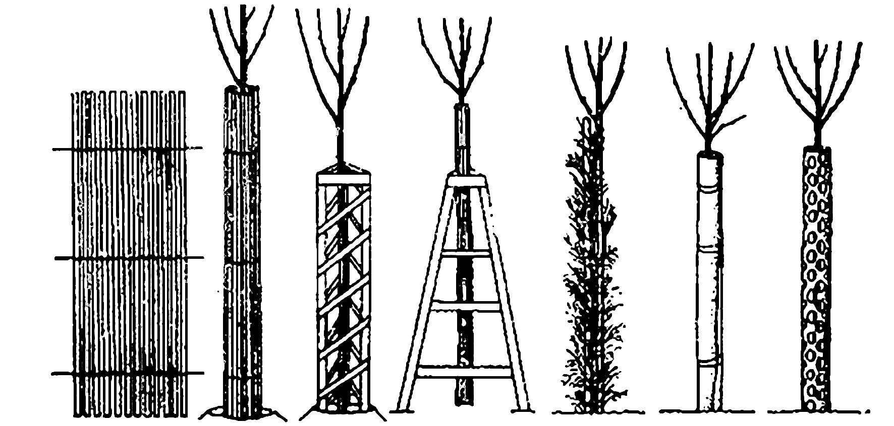 Способы выращивания саженцев. Укрытие штамба плодовых деревьев. Укрытие саженцев плодовых деревьев на зиму. Укрытие лапником яблони. Яблоня штамбовая посадка схема.