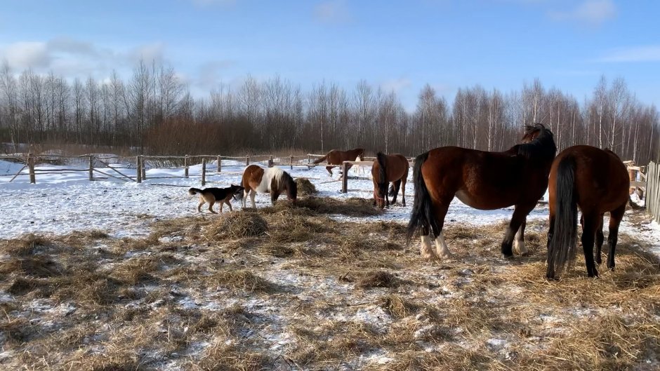 Табун лошадей в Ханты Мансийске