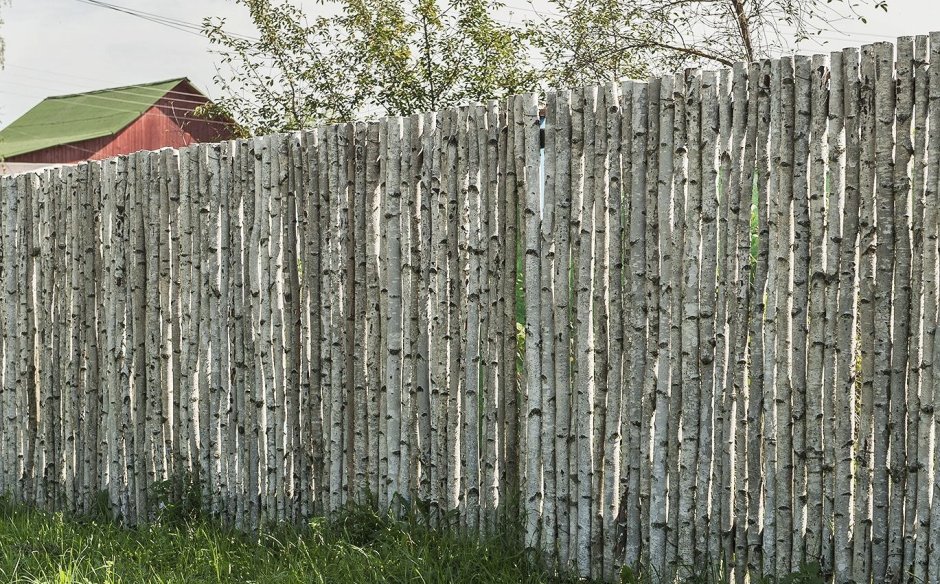 Забор Круглицкий берёзами