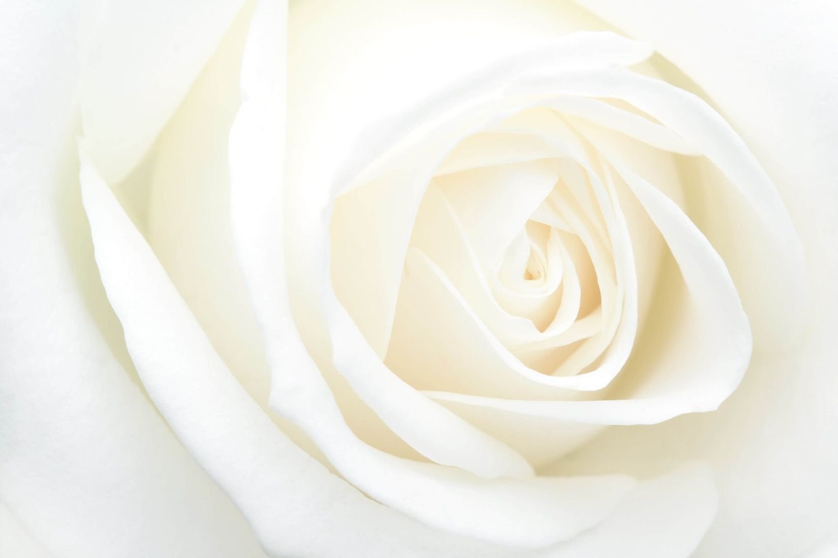 Белая картинка. Роза на белом фоне. Нежно белый цвет. Белые розы на белом фоне. Цветы розы на белом фоне.