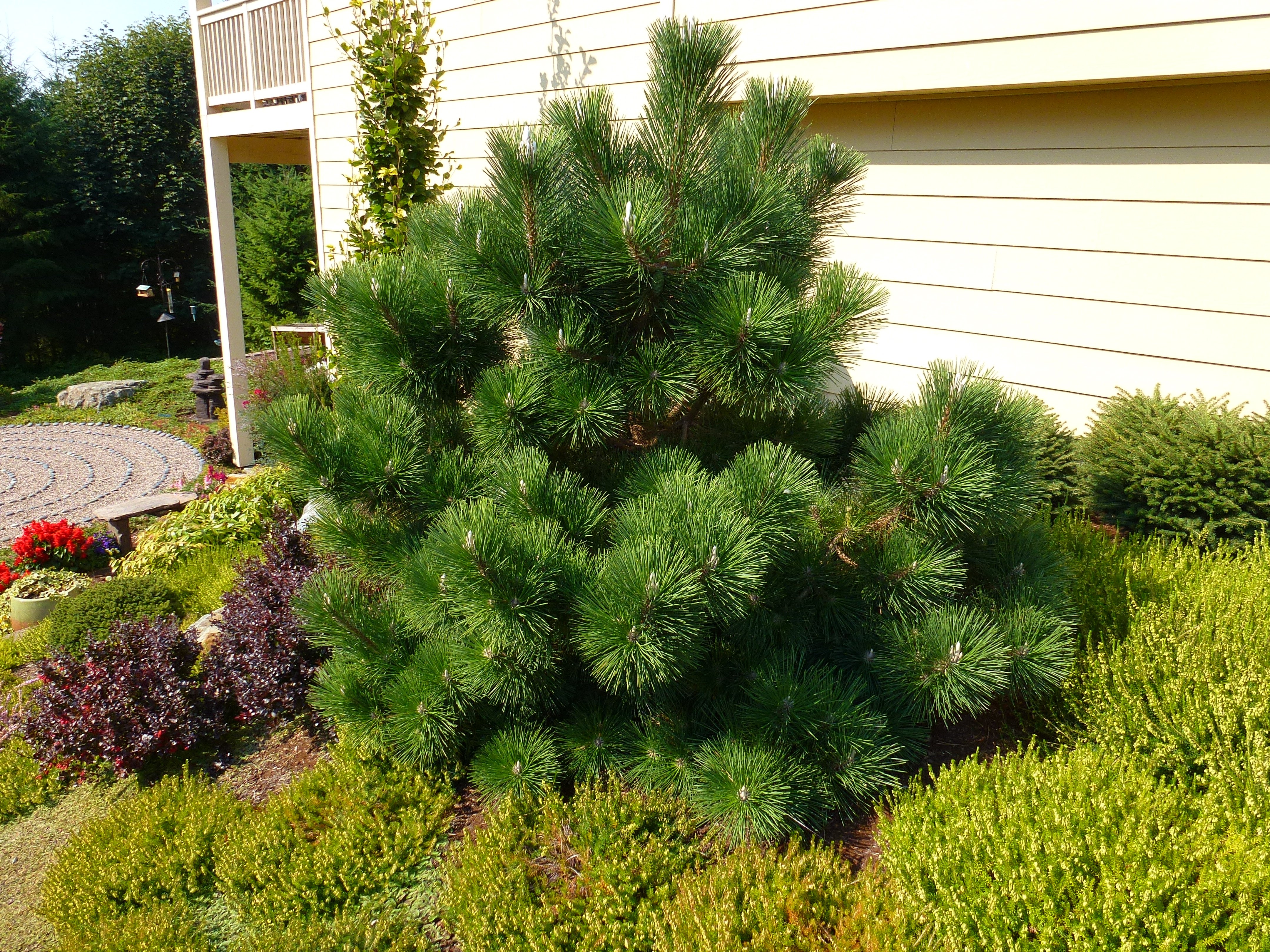 Pinus nigra Helga