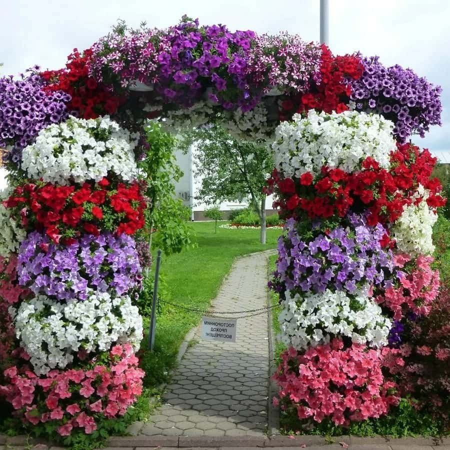 Рабатка из петуний