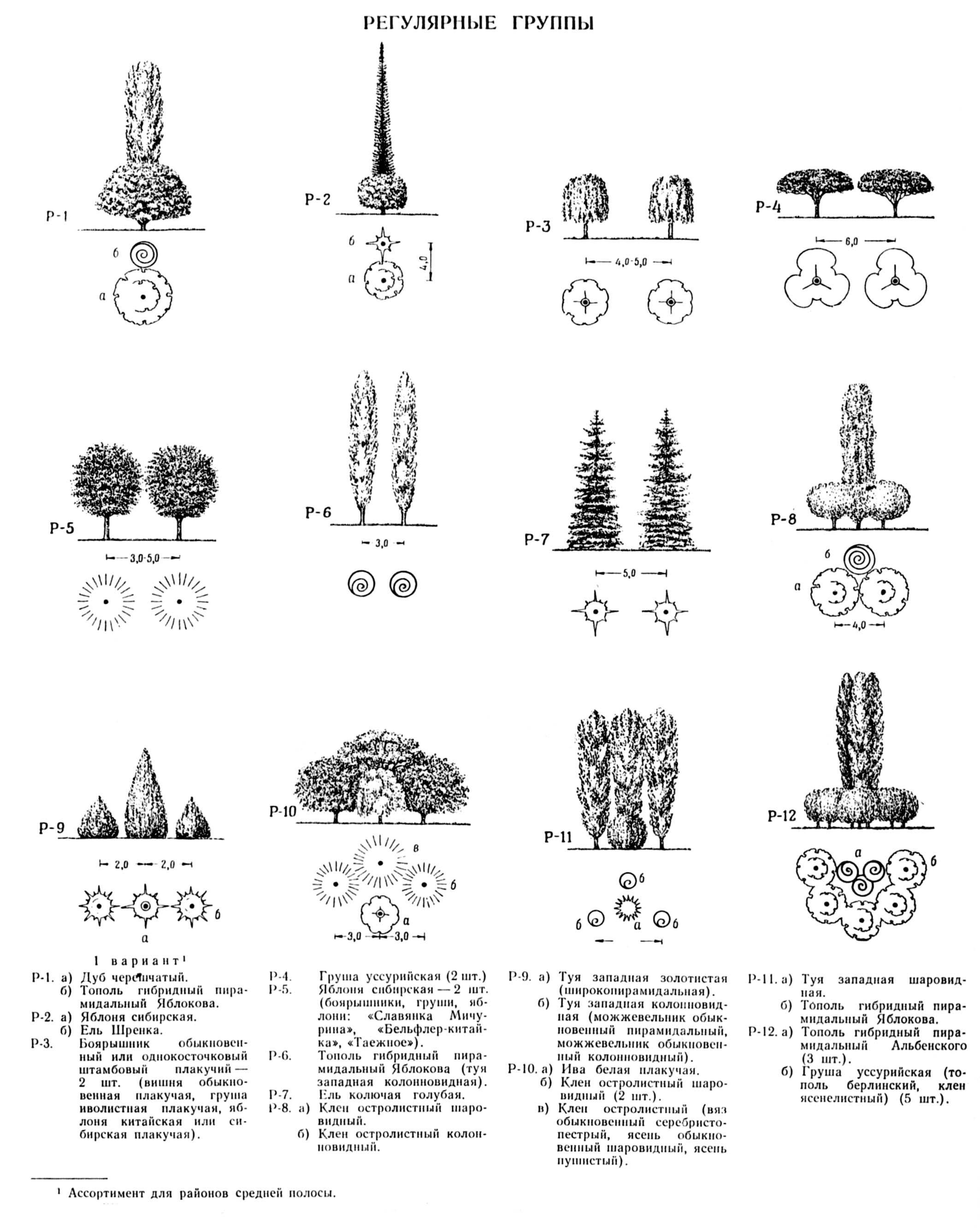 Три группы деревьев. Схема древесно кустарниковых насаждений. Древесно кустарниковая группа схема посадки. Схема посадки хвойных деревьев. Композиции древесно-кустарниковых насаждений.