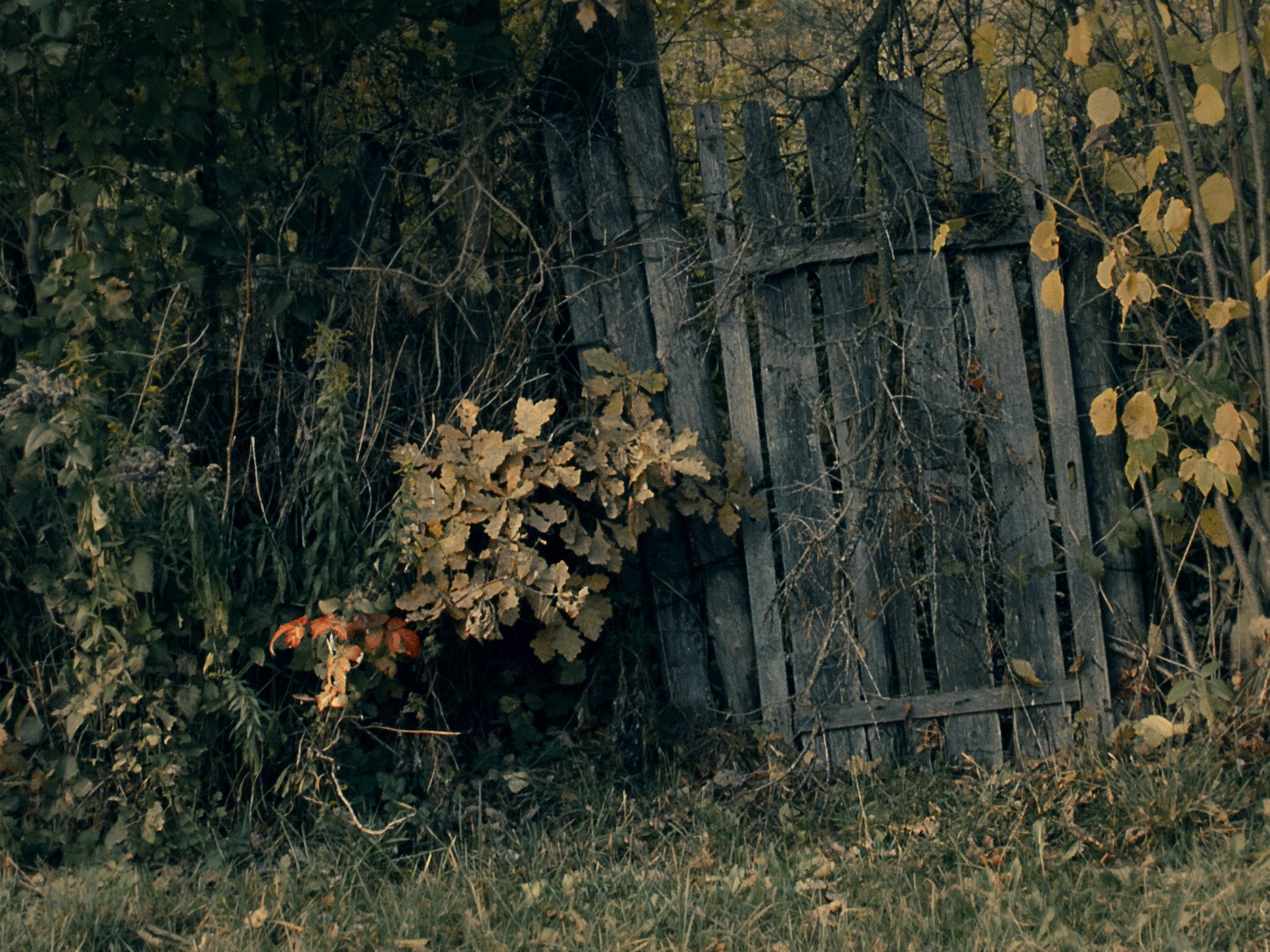 Частокол 1992. Старый забор. Старый забор в деревне. Старая калитка. Старый заброшенный сад.