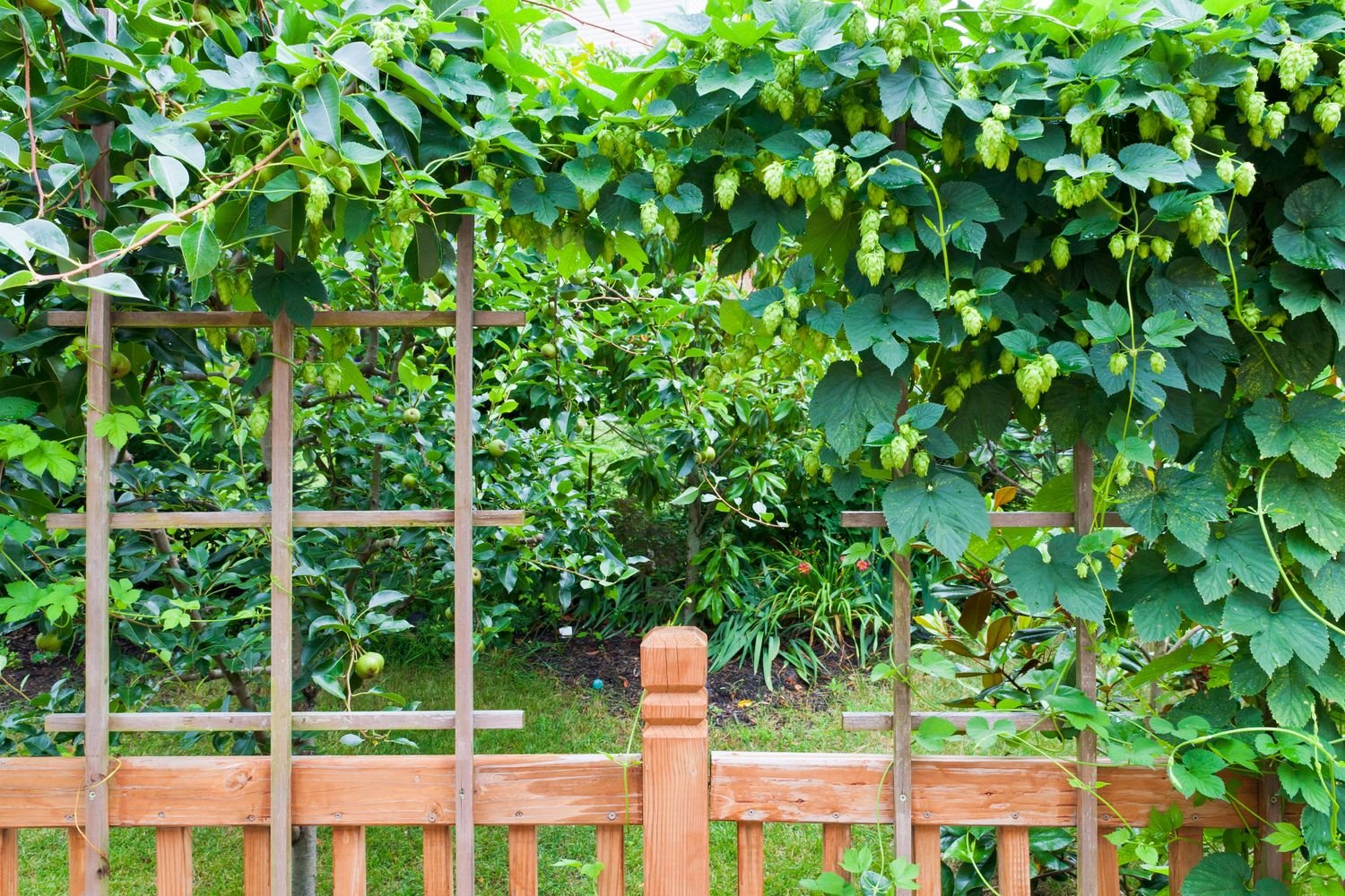 хмель фото растения на заборе