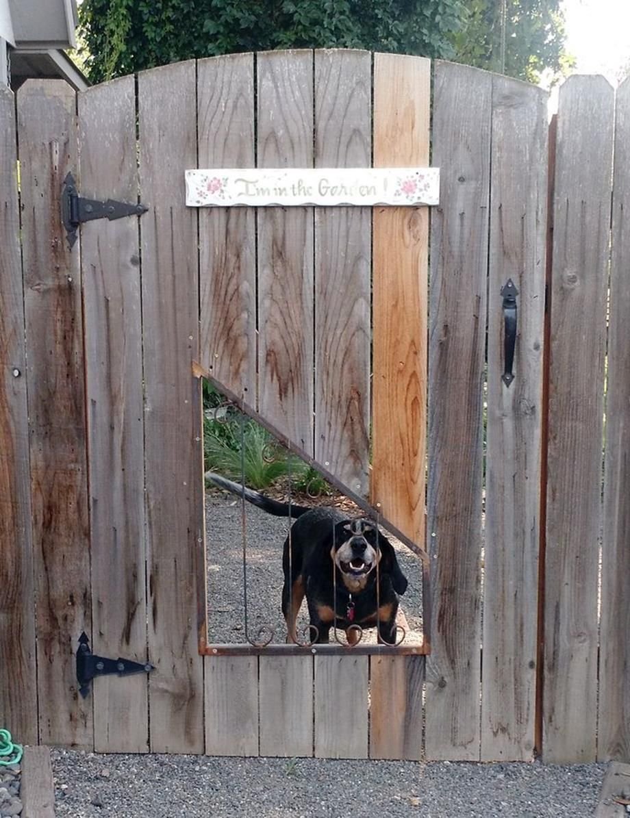 Иллюминатор для собаки в заборе