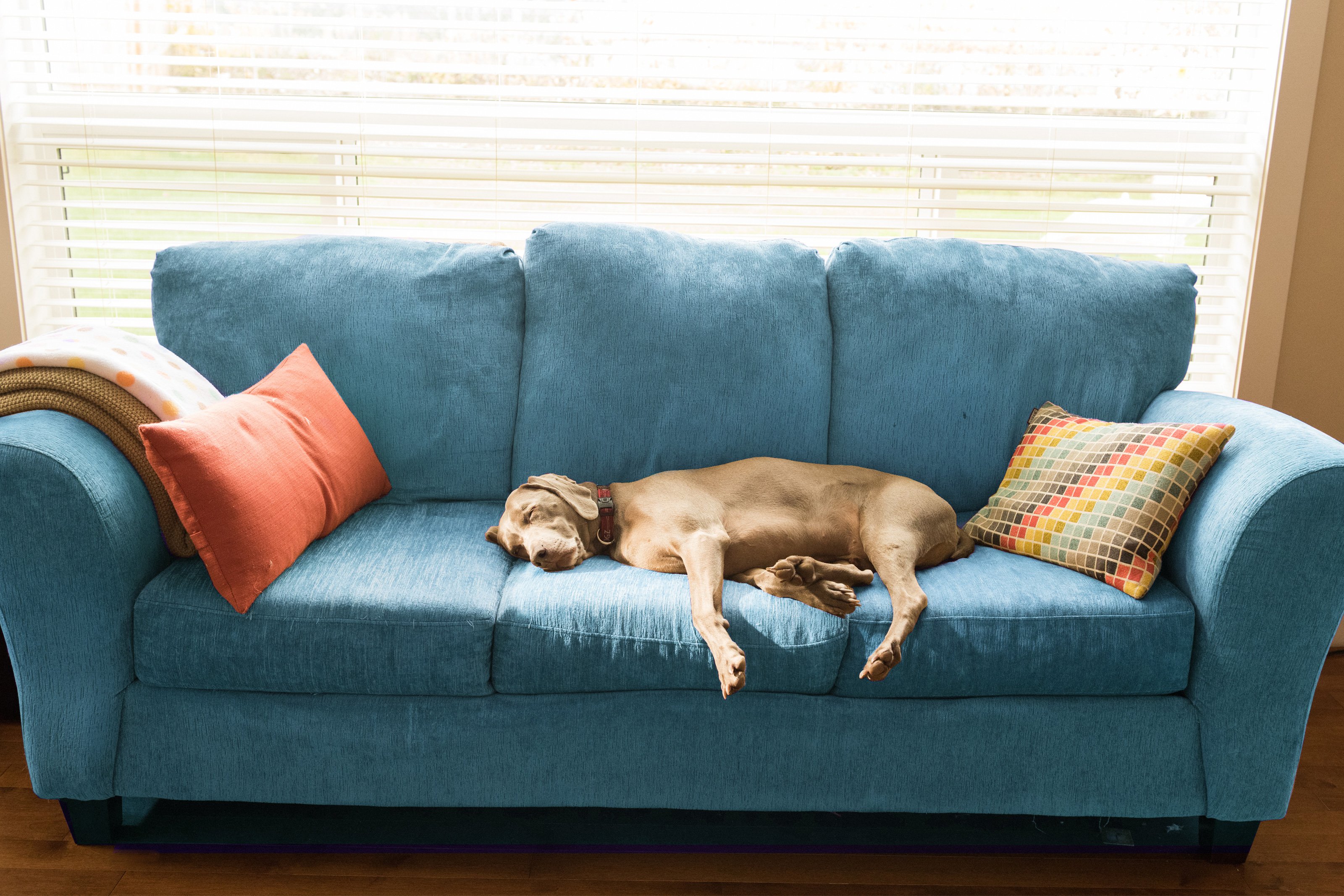 Голодный диван. Под диваном. Диван для собаки. Домашние животные на диване. Красивая домашняя собака на диване.