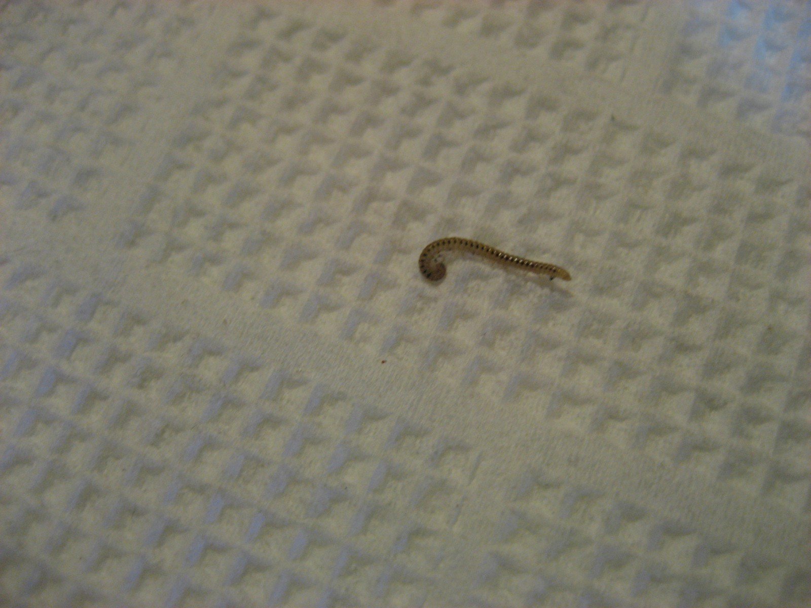 Маленькие черные червячки 2 мм