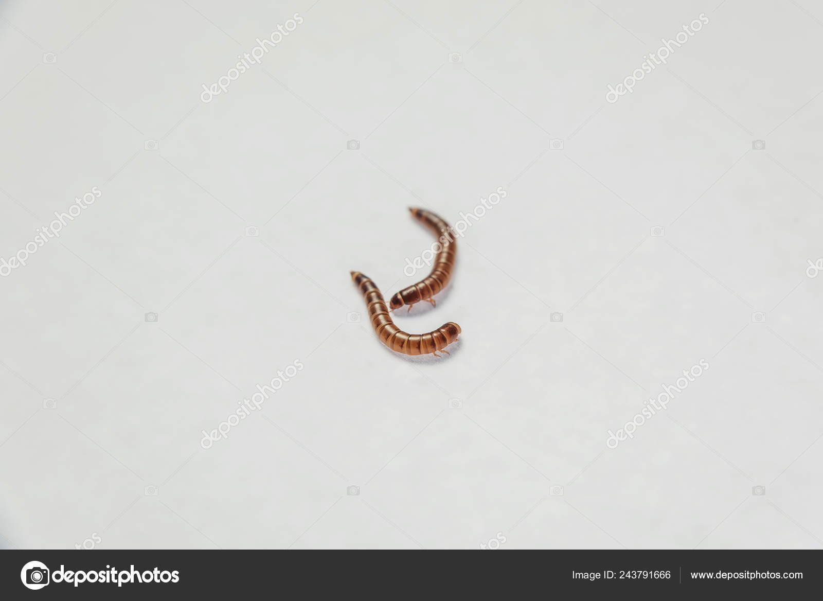 Личинки черви коричневые