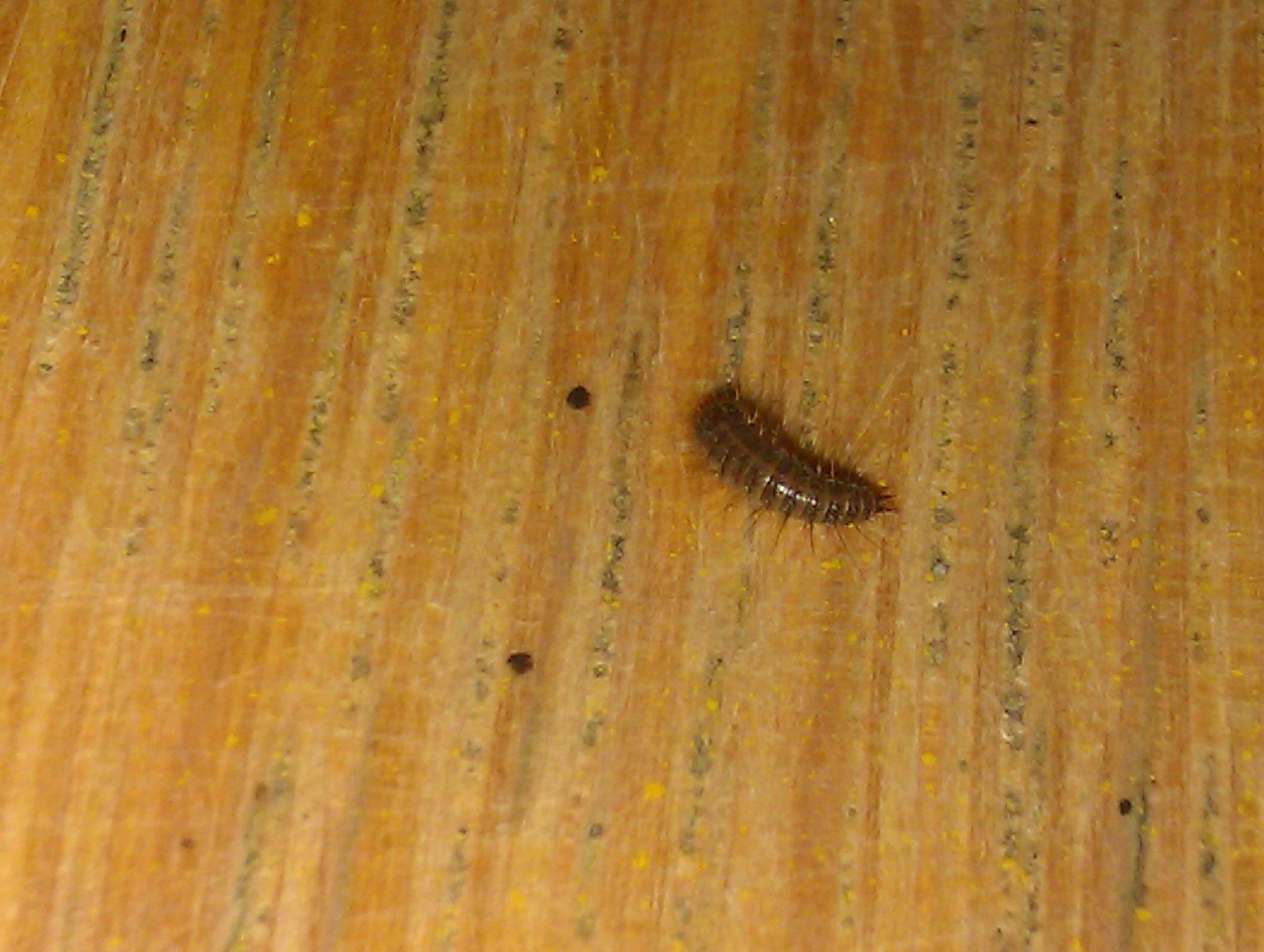 маленькие червячки в диване коричневые