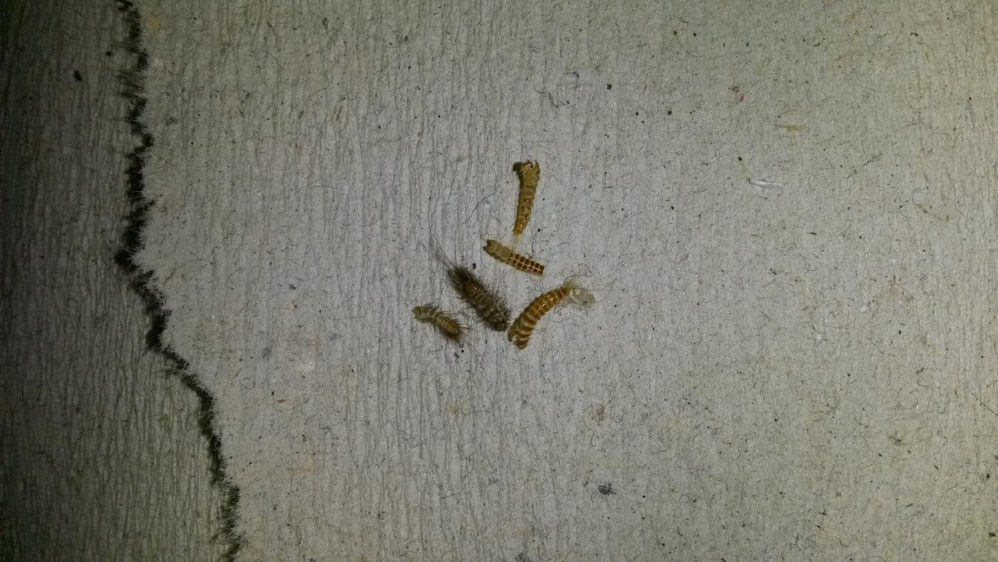 Маленькие червячки в квартире