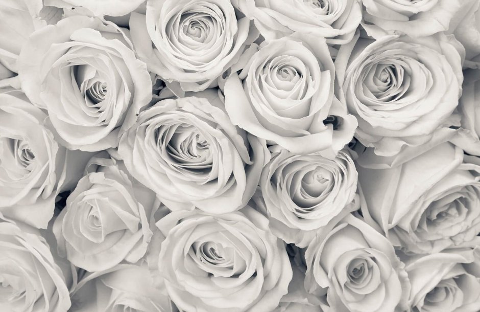 Белые розы обои