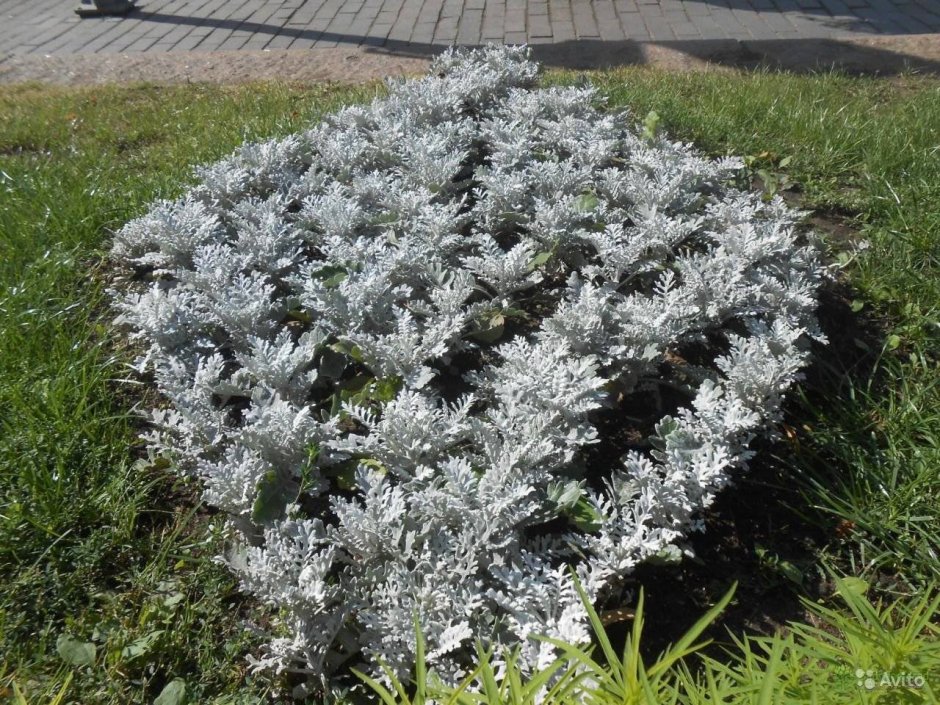 Цинерария Приморская cineraria maritima