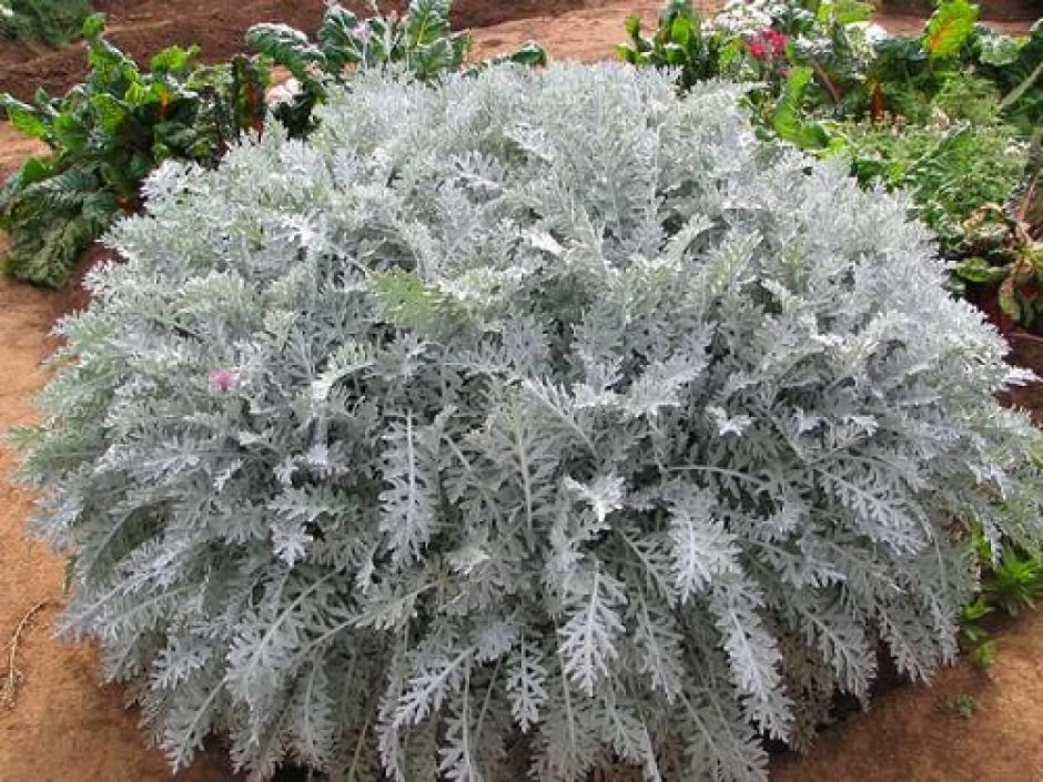 Цинерария Приморская (Senecio cineraria)