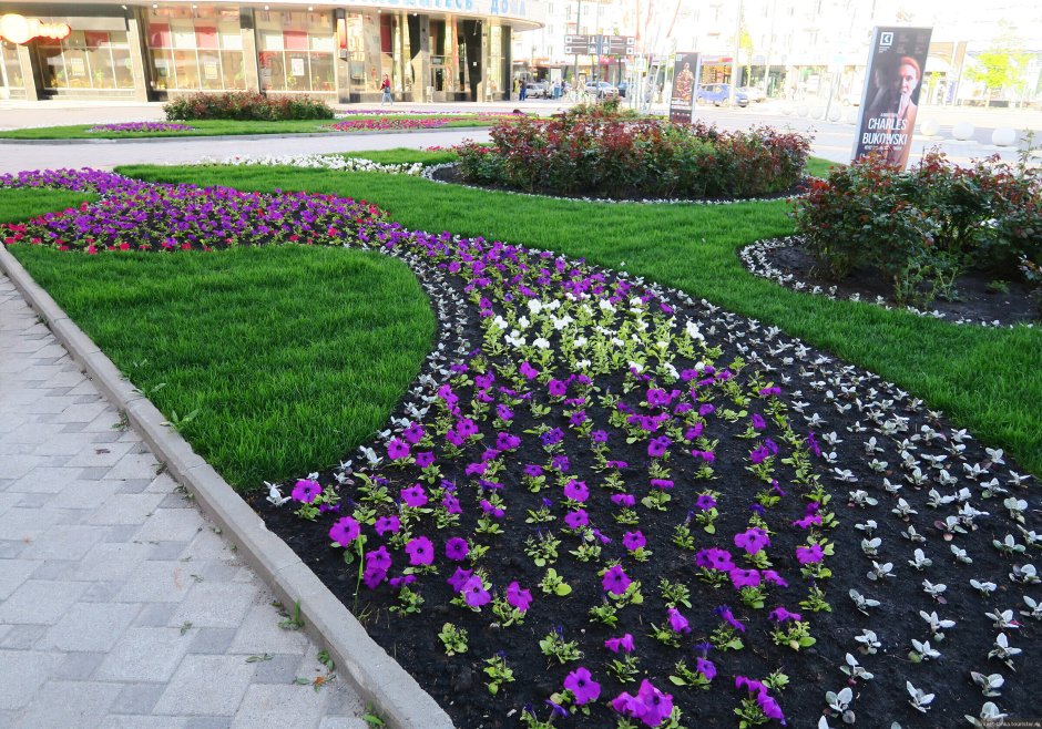 Петуния в рабатках