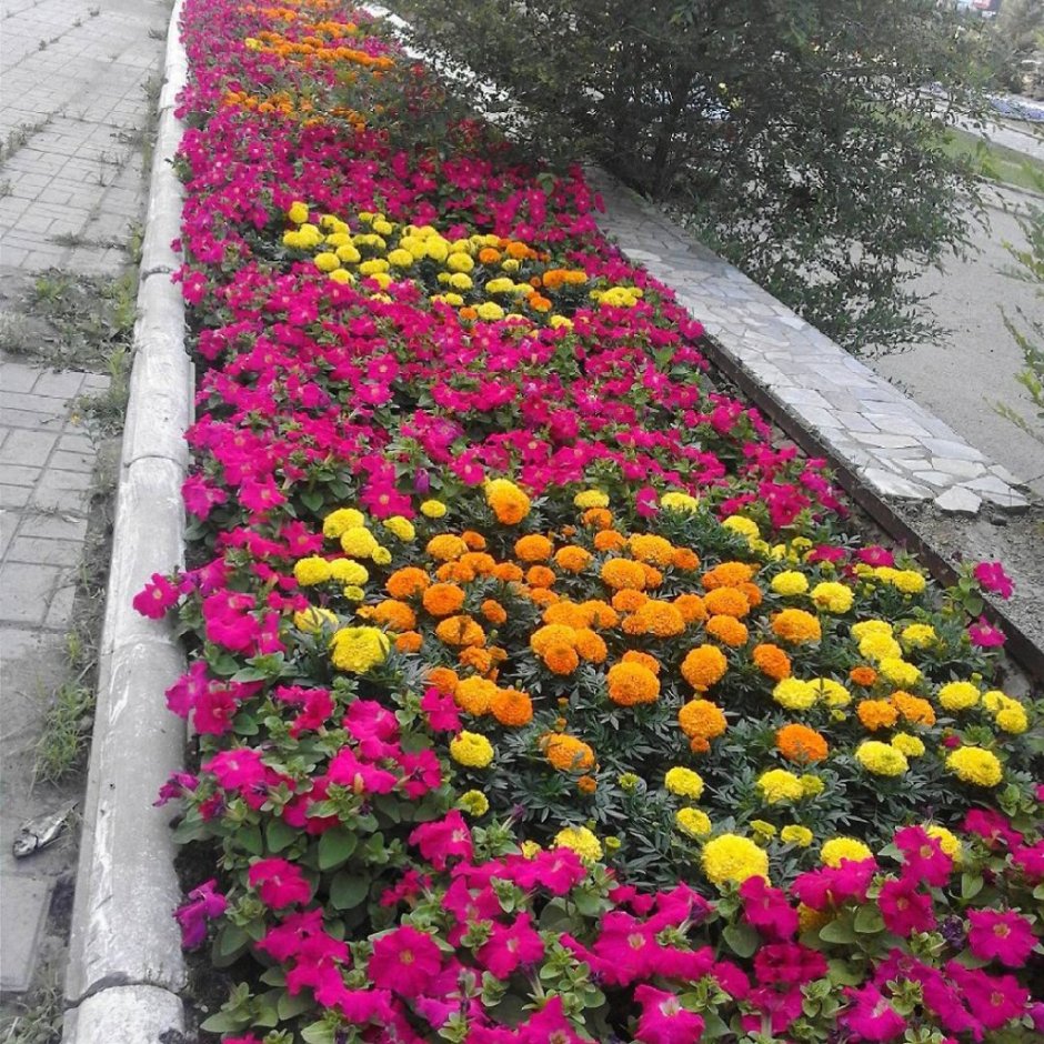 Моноклумба петуния