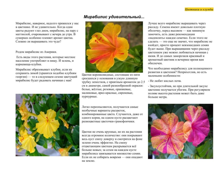 Мирабилис Матис