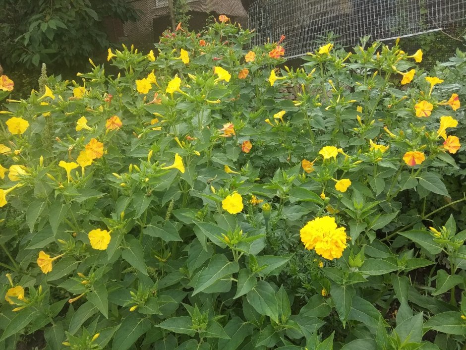 Рододендрон Живая изгородь