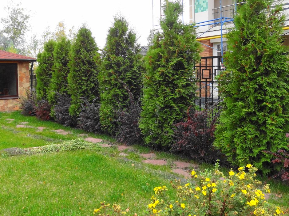 Туя Смарагд в ландшафте