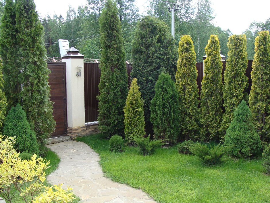 Туя Даника Живая изгородь