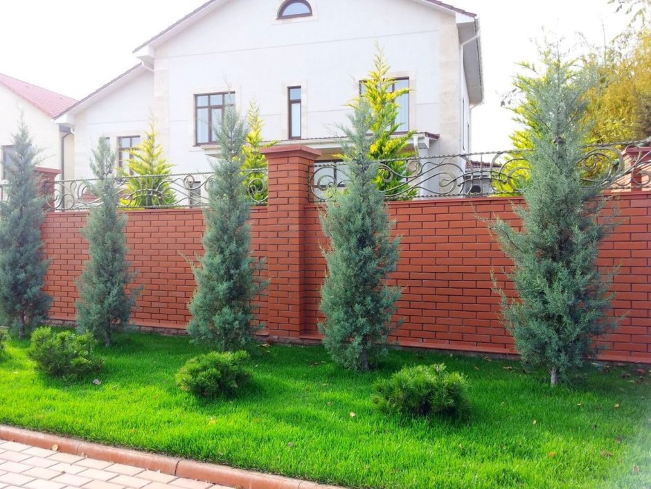 Туя Даника в миксбордере