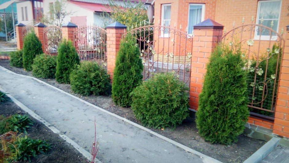 Живая изгородь на дачном участке