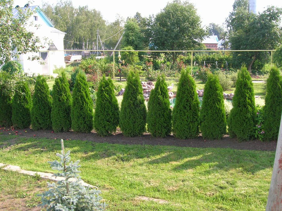 Туя Даника изгородь