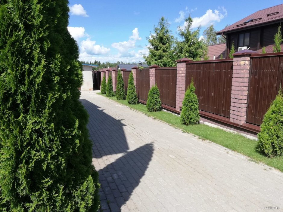 Миксбордер с лиственницей Пендула