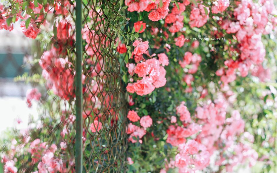 Забор из плетистых роз