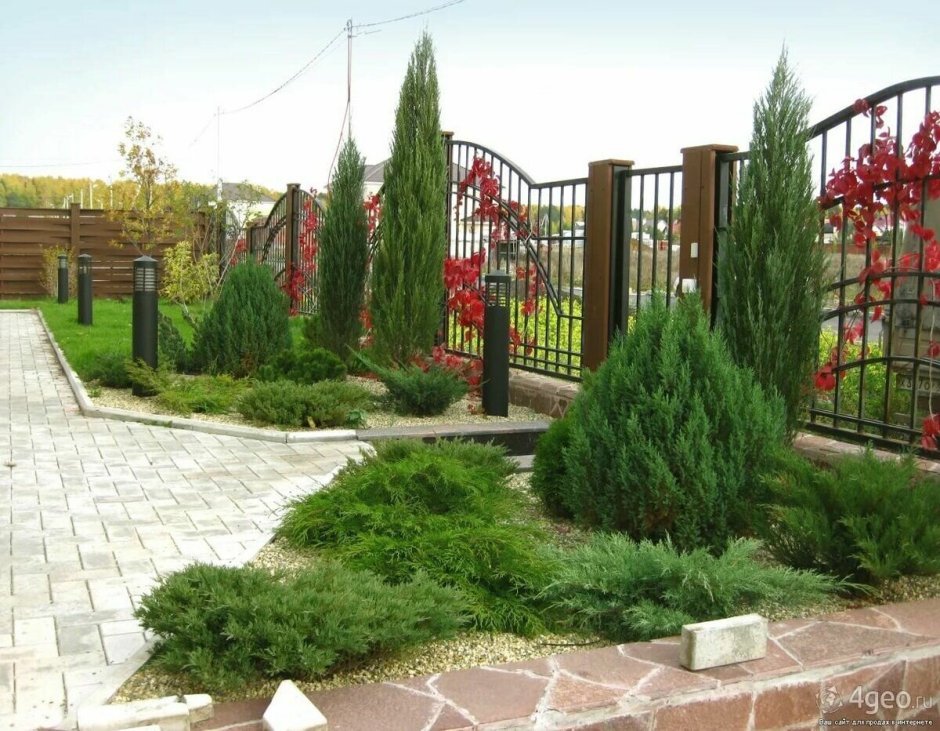 Живая изгородь на дачном участке