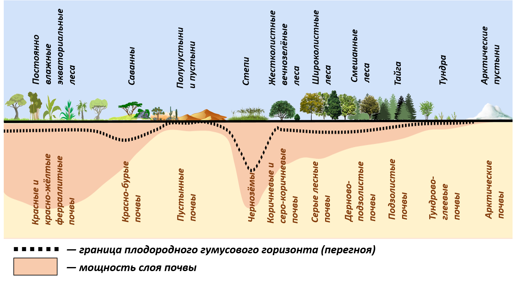 Изменение уровня участка. Почвы природных зон. Распределение почв по природным зонам. Зональное распределение почв. Основные зональные типы почв России.
