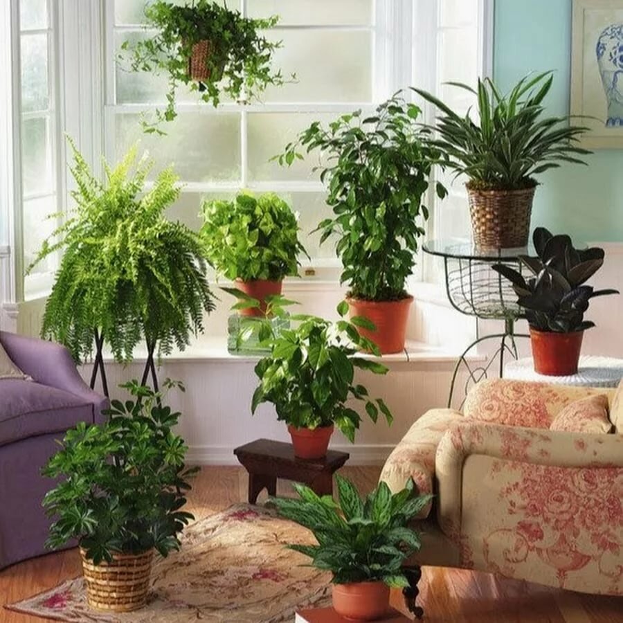 Декоративные растения для интерьера