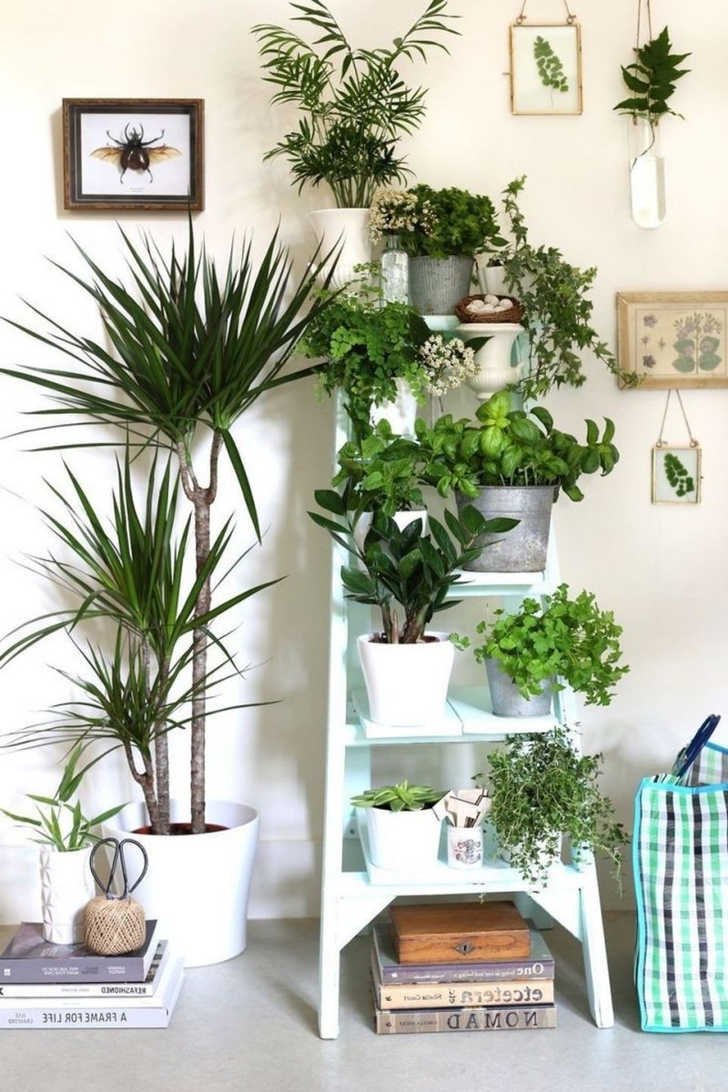 Цветы в квартире