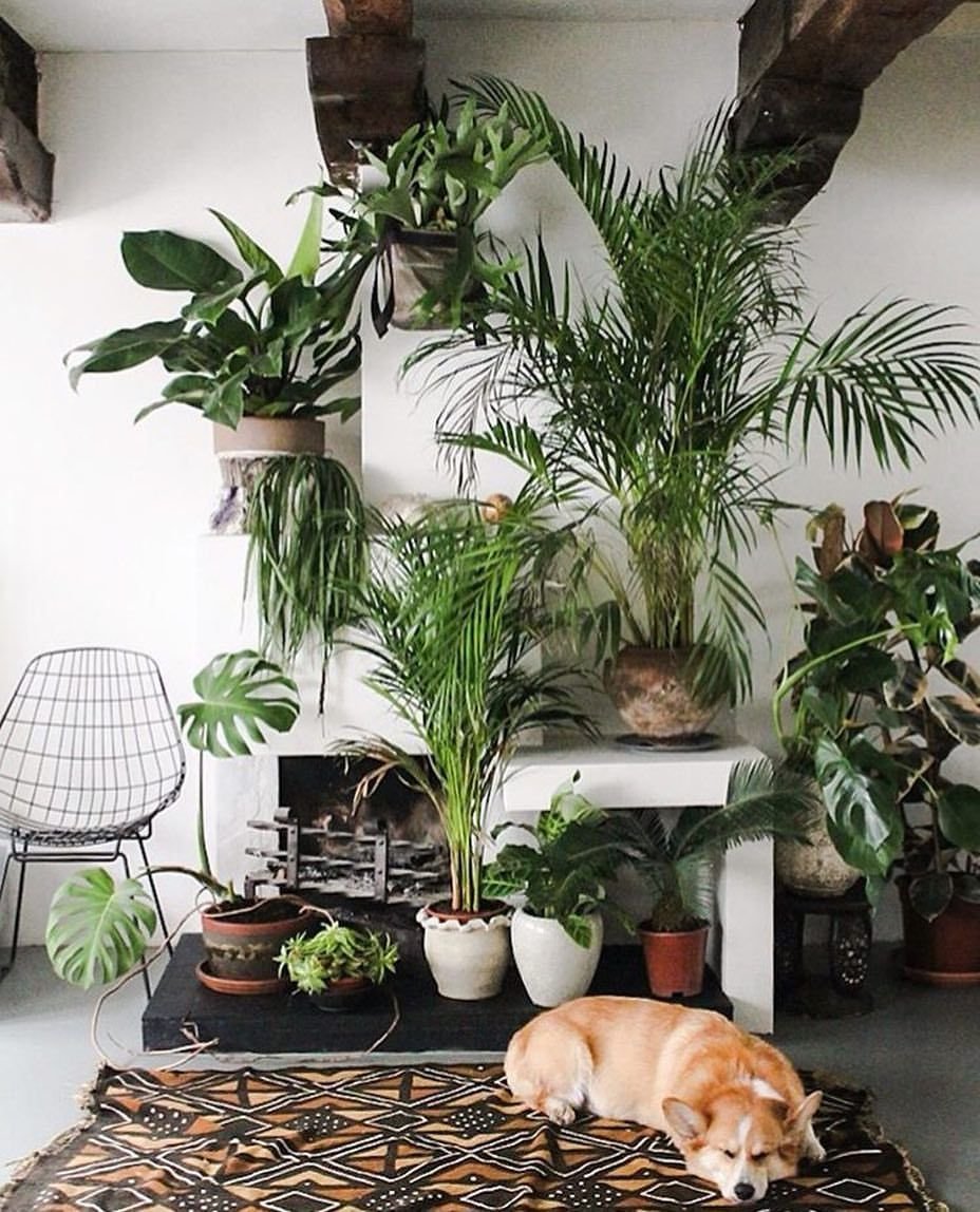 Много цветов в интерьере