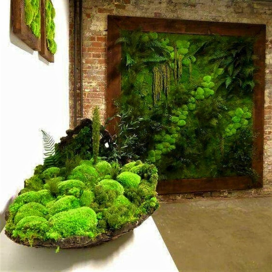 Фитостена мох