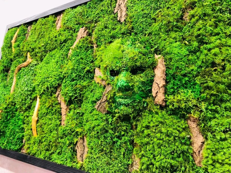 Фитостена джунгли