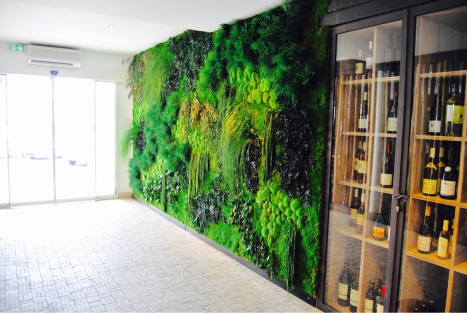 Фитостена ягель