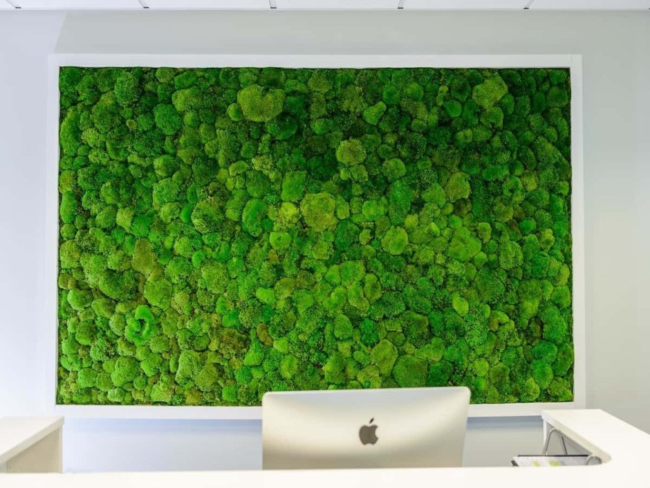 Фитостена мох