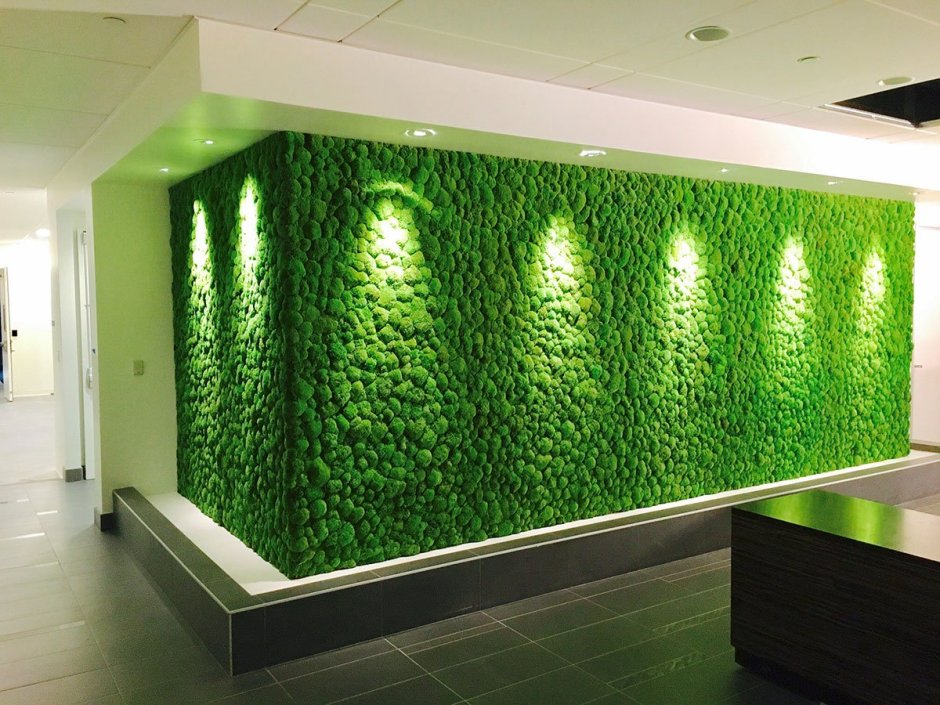 Фитостена с подсветкой