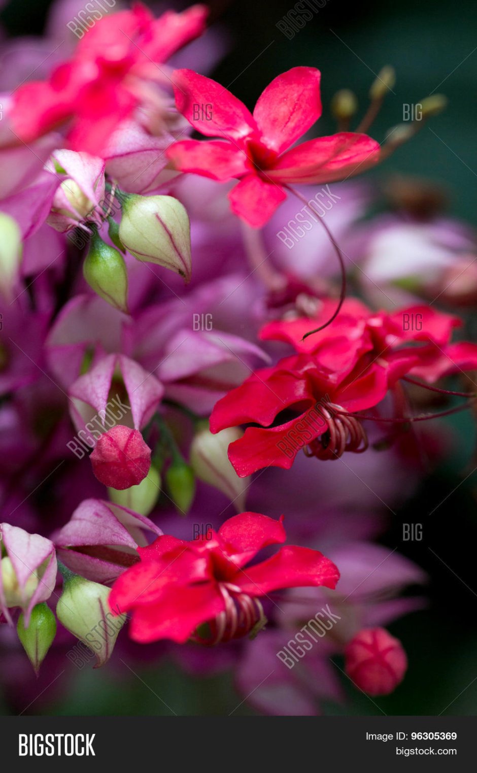 Оттенки фуксии палитра