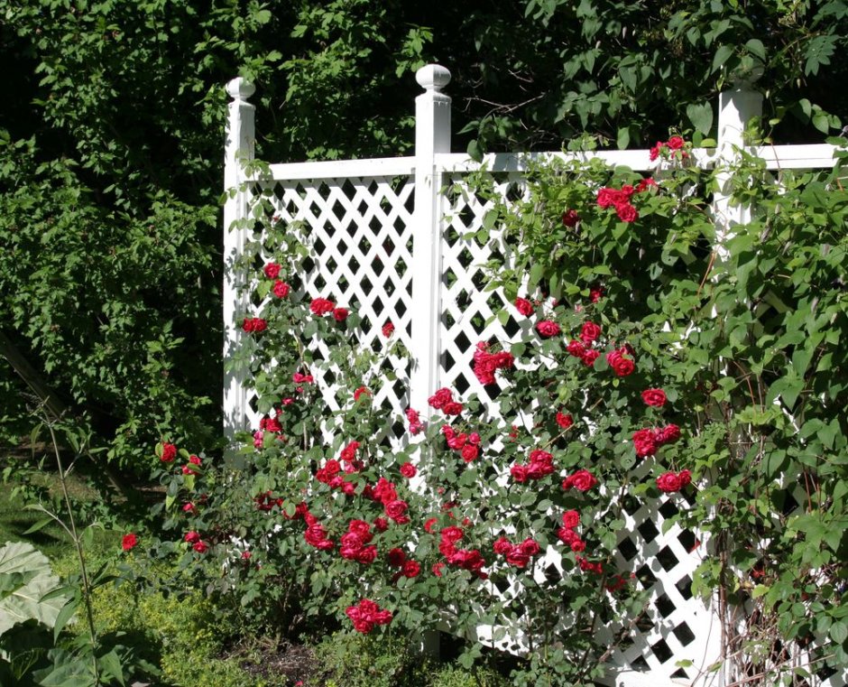 Трельяжные решетки в саду