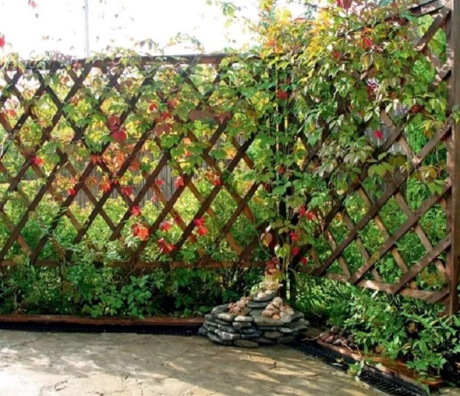 Шпалерная изгородь