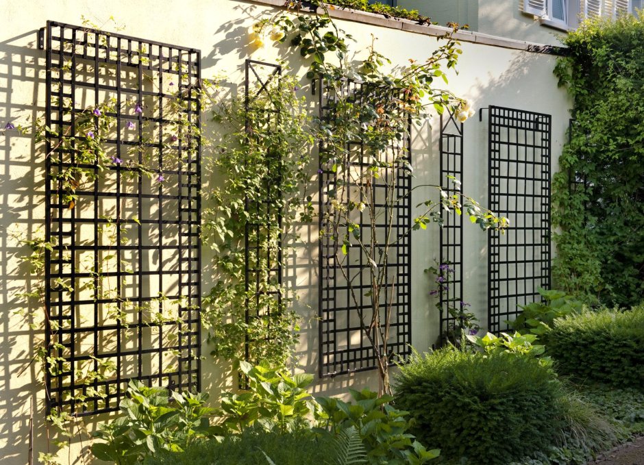 Шпалера актинидия клематис