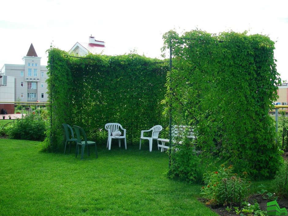 Трельяжная изгородь