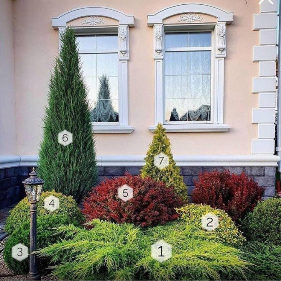 Туя Смарагд и Даника в ландшафте