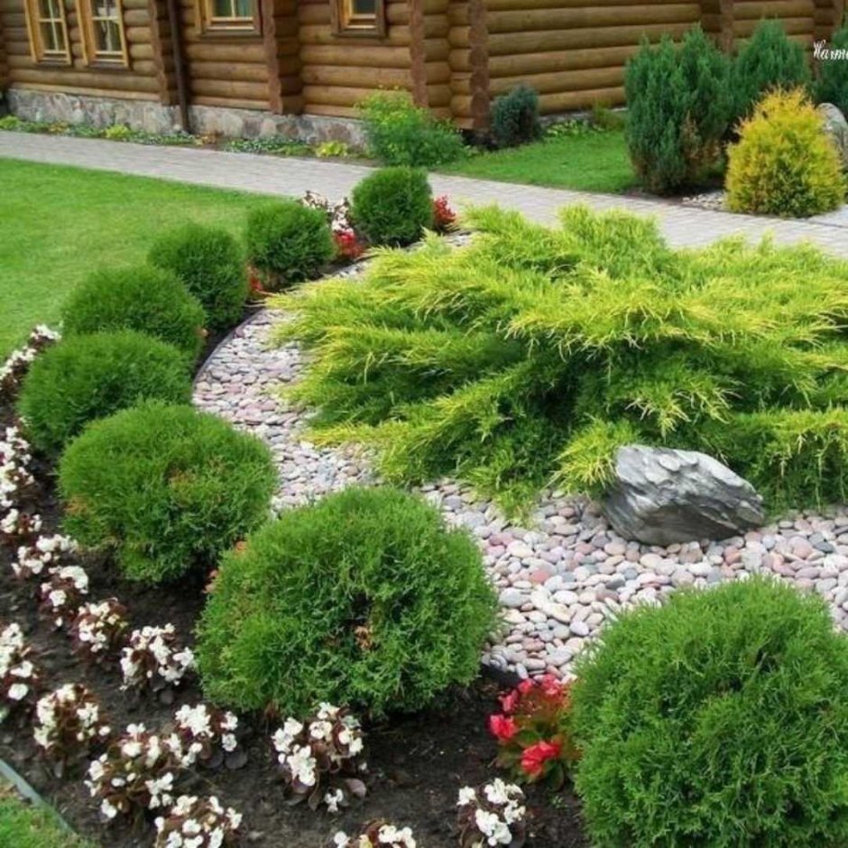 Розарий туя Даника